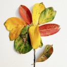 莫寂寞的钢琴谱