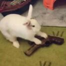 Hoyt & Horn转租&房东直租