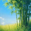 菠萝菠萝蜜