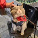 淘猫牛