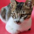 用户头标