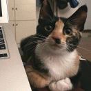 sam
