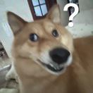 肇一