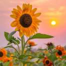 悟空无花果的头像-小果迷