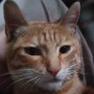 小鸟呀哈哈的头像-秀琴曲谱网