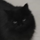 user_114ux78zdqzfgt9e member profile picture