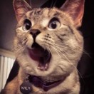 天下无双的喵星人