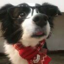 iQ Kingston转租&房东直租