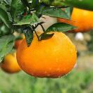 AAAAA水果合作18086846586