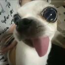 IQ shoreditch转租&房东直租