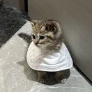 爱吃烤肉的头像-创薯资源