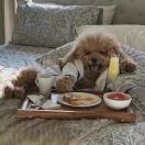 IQ Tufnell 转租&房东直租