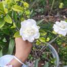 栀子花开