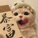 Stella头像