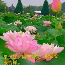 蔡利旺感恩健康17365122468