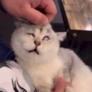 淼哥头像
