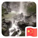 红叶菩提