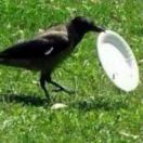 180 Franklin转租&房东直租