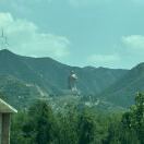 树根
