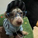 Chapter Westminster转租