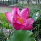 好人一生平安！