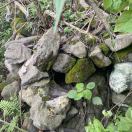 🙇🐾日理万机cium