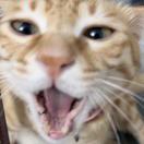 fff