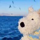 迷糊owo的头像-创薯资源