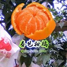 春见耙耙柑