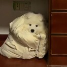 用户头标