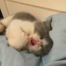 胖胖浪胖胖的头像 