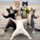 茶亦醉人何必酒的头像-创薯资源