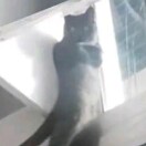 一条玄学猫
