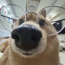 小邓的头像-风行者社区