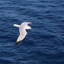 八九点钟的太阳