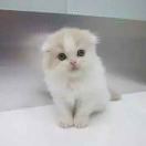 小瓶子