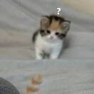 邓雅歆