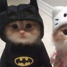 安娜堡(密歇根州)求租