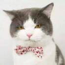 赵晓瑜的头像-熵减岛