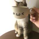 良盈