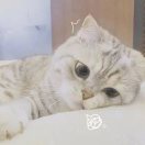 百晓生