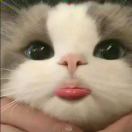 Oo芝士