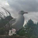 王聿一的头像-拟人圈