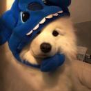 伦敦求租