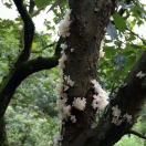 阿铭(食用菌批发)