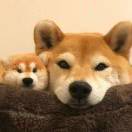 苏苏