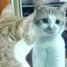 三角兔粉人