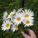 陌上花开-啊甘的头像-博士钣金 - www.bsbanjin.com