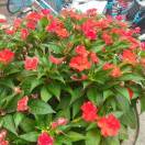 千里来相合的头像-澳门国际