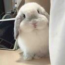 纽约(纽约州)求租